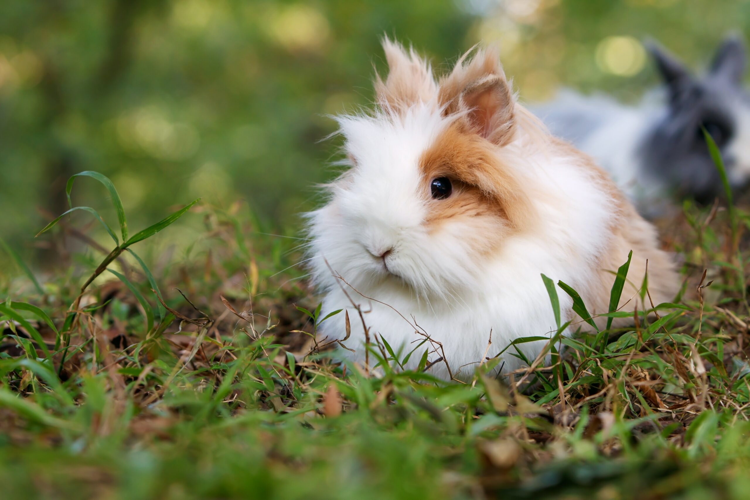 Common Challenges in Litter Training Lionhead Rabbits