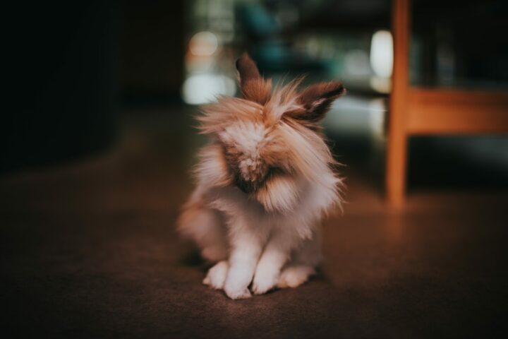 Preparing for the arrival of a lionhead rabbit